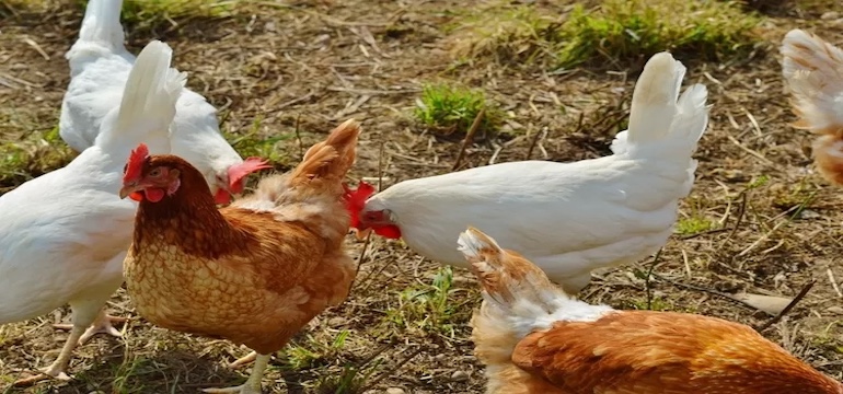 Jenis Pakan umtuk Budidaya Ayam Petelur